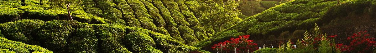 Group Tours Kerala tours