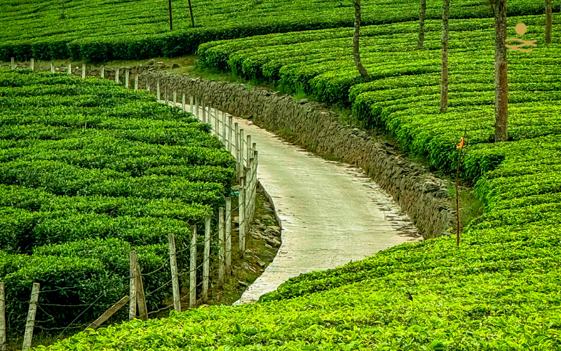 Kerala Exotic 7N/8D - Luxury